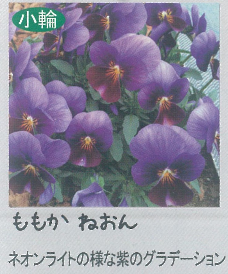 【先行予約商品】【産直】【送料1/2】ビオラ ももか ねおん 3.5号24入り